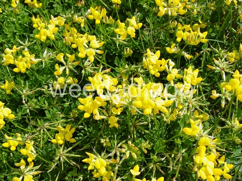 trefoil, birdsfoot